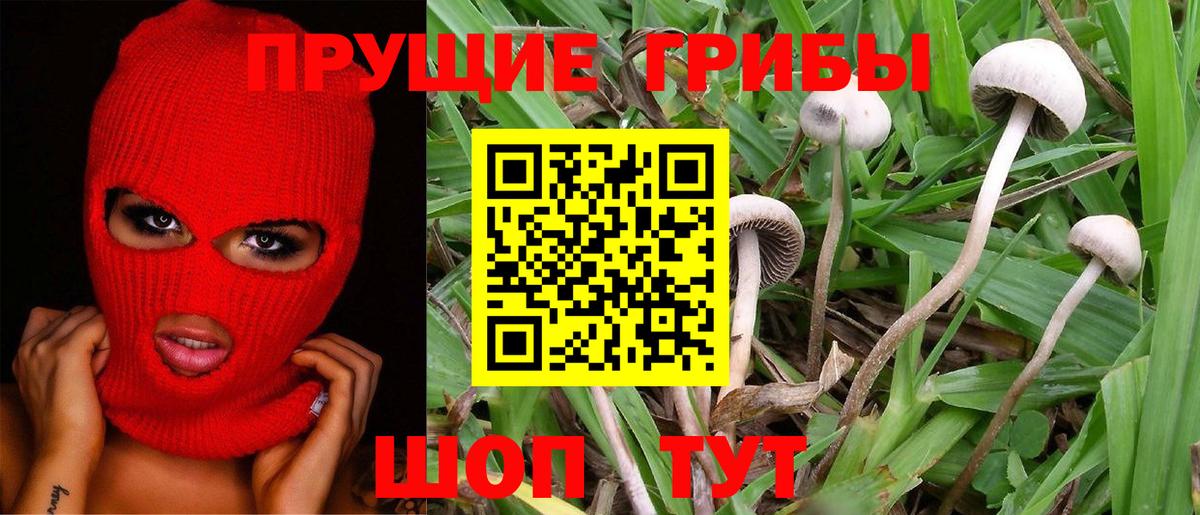Котельники  Галлюциногенные грибы MAGIC MUSHROOMS  Вход с VPN  Галлюциногенные грибы мухоморы 
